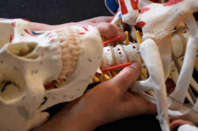 BoneWork Verdieping Cranium